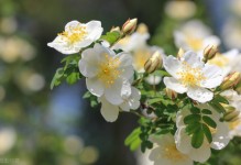 英国的国花-普遍喜欢玫瑰花红玫瑰是英国的国花