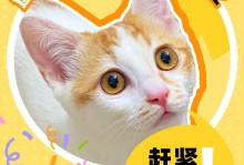 猫能吃韭菜吗-宠物猫可以吃韭菜吗