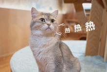 猫咪发烧了怎么办-猫咪发烧最明显的症状是什么