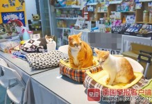 广州宠物猫寄养-广州宠物猫寄养中心