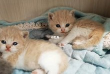 家猫和宠物猫不和-家猫和宠物猫会打架吗