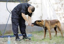 警犬宠物训练基地-警犬宠物训练基地在哪里