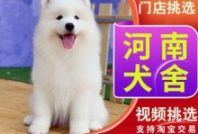 昆明卖宠物犬的地方-昆明宠物市场出售宠物犬