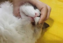 猫什么时候换牙-猫什么时候换牙齿正常