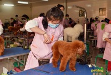 潍坊晶阁宠物美容学校-潍坊宠物美容学校培训哪家好