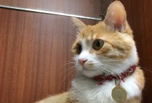 猫能不能吃橘子-猫能不能吃橘子?