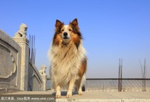 苏格兰牧羊犬好养吗-苏格兰牧羊犬可以养吗