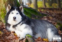 哈士奇是禁养犬吗-哈士奇是禁养犬吗图片