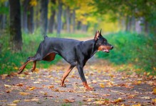 杜宾犬多少钱-杜宾犬多少钱一只