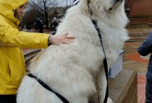 大形宠物狗-宠物狗大型犬品种图片名称