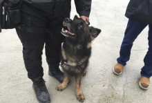 宠物警犬租用-警犬基地如何购买幼犬