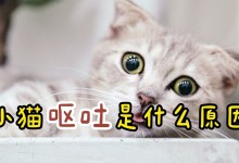 猫呕吐是什么原因-猫呕吐是什么原因引起的