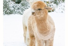 南京飞雪宠物-南京飞雪宠物美容学校怎样