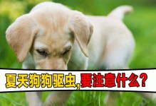 宠物狗驱虫什么意思-宠物狗驱虫什么意思呀