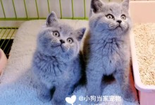 宠物猫图片品种-宠物猫图片品种大全大图