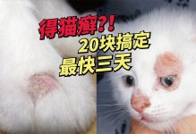 猫癣怎么读-猫癣念什么