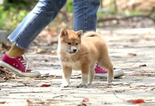 日本宠物出租-日本宠物店寄养宠物多少钱一个月