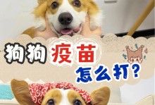 为什么宠物打疫苗-宠物为什么打狂犬疫苗