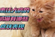 宠物猫狂犬病-宠物猫狂犬病毒潜伏期