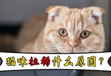 猫拉稀怎么回事-满月小猫拉稀怎么回事