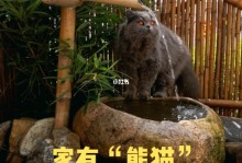 熊猫吃鱼吗-熊猫吃鱼吗英文