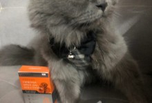 宠物店可以给猫驱虫吗-宠物店可以给猫驱虫吗安全吗