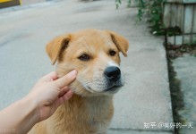 寿命长的宠物犬-寿命长的宠物犬排名