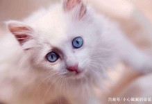 宠物猫可以带上高铁吗-宠物猫可以带上高铁吗宠物猫能带上飞机么