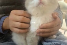 苏州哪里有宠物猫领养-苏州哪里有宠物猫领养中心