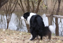 怎样训练边境牧羊犬-怎么训练边境牧羊犬不咬人