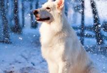 瑞士牧羊犬-瑞士牧羊犬图片