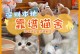 星期猫是什么意思-星期猫是什么意思?星期猫可以救活吗?