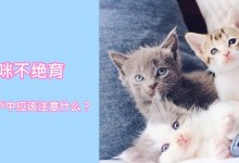 猫咪什么时候发情-怎么知道猫发完情了