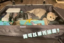 飞机带宠物猫-飞机带宠物猫怎么收费