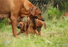 宠物犬节育-狗节育手术危险吗