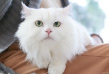 狮子猫是什么品种-狮子猫是什么品种图片