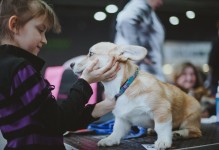 关于dogshow宠物店的信息