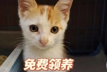 北京宠物猫免费领养-北京宠物猫免费领养中心