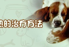 犬瘟热治疗费用-犬瘟热治疗要花多少钱