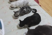 猫咪宠物寄养-宠物猫寄养的需要注意什么