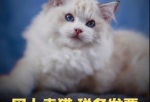 卖宠物猫的网站-卖猫的宠物官网