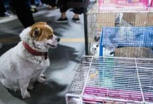 狗被宠物店-狗被宠物店剪出血了