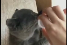 猫咪可以吃糖吗-猫咪可以吃糖吗百度百科