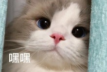 宠物猫表情-猫表情包可爱卖萌