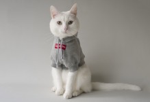 猫穿衣服好吗-给猫穿衣服的好处和坏处