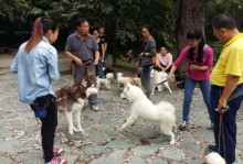 训犬宠物学校宠物培训-宠物训犬基地