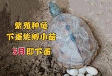 宠物龟家庭繁殖-乌龟繁殖组怎么配好?