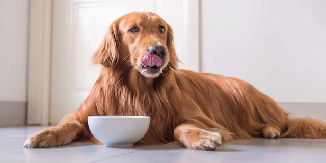 宠物狗喂食量-宠物狗喂食量计算公式