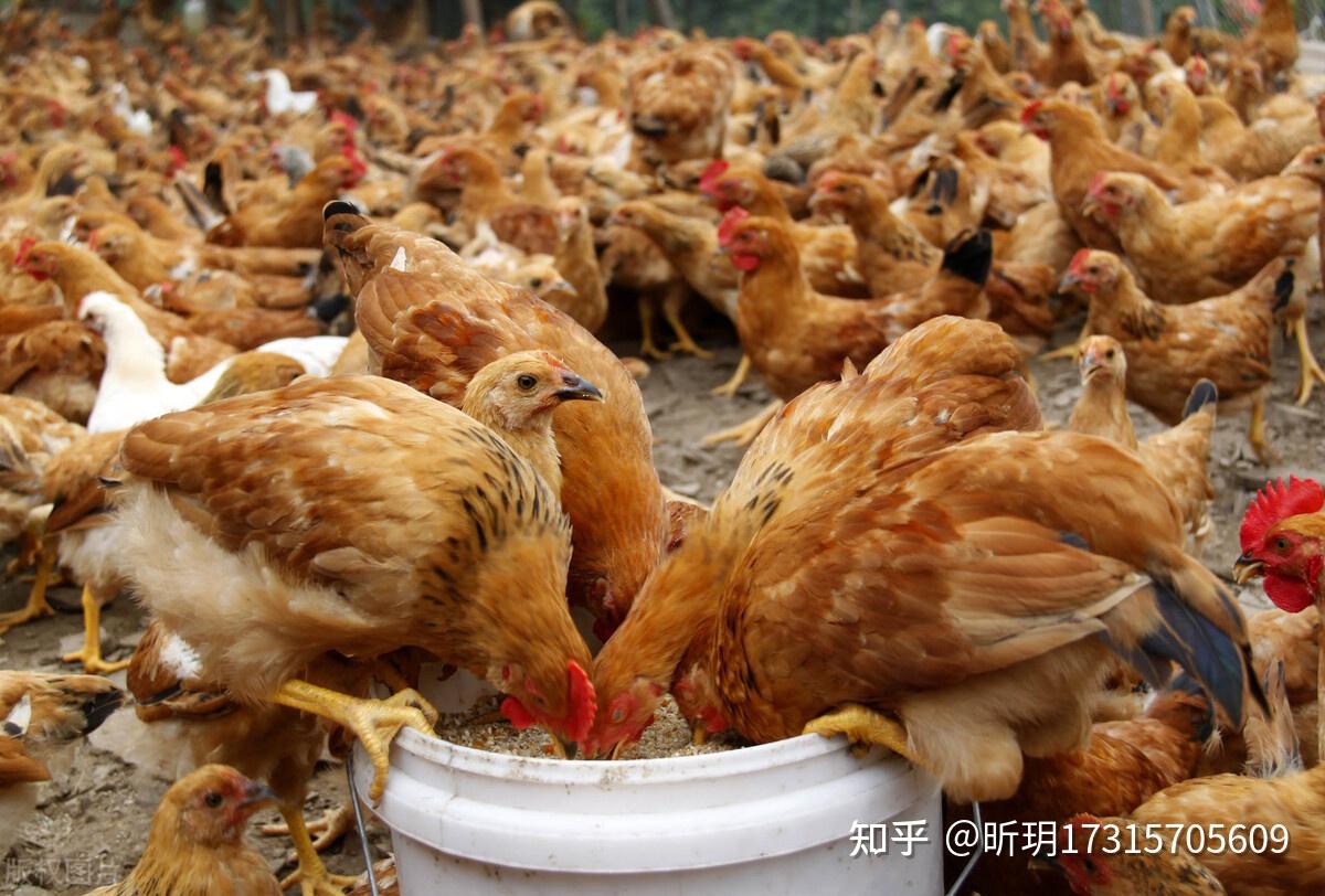 鸡不吃食喂什么药-鸡不吃食喂什么药最有效