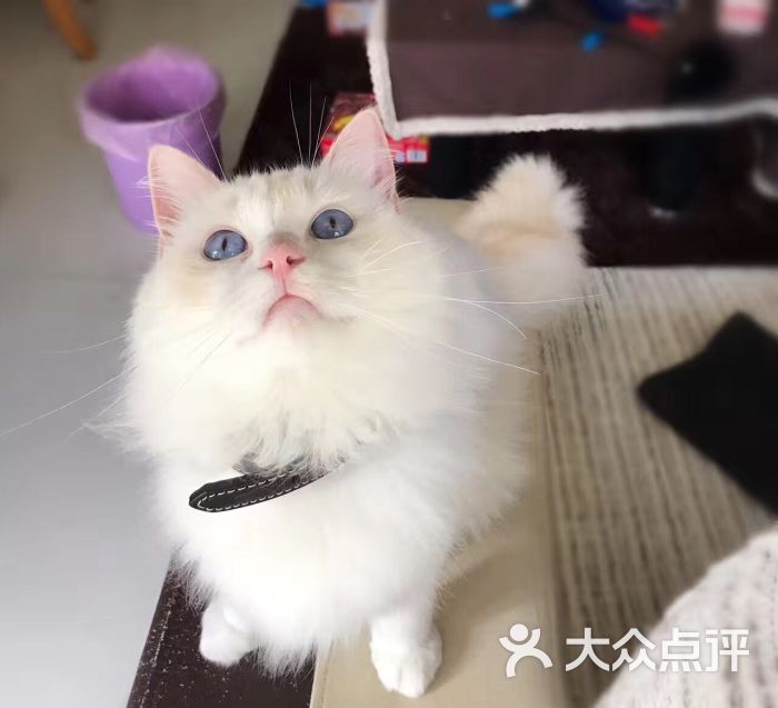 吉林市宠物猫-吉林市宠物猫养殖基地